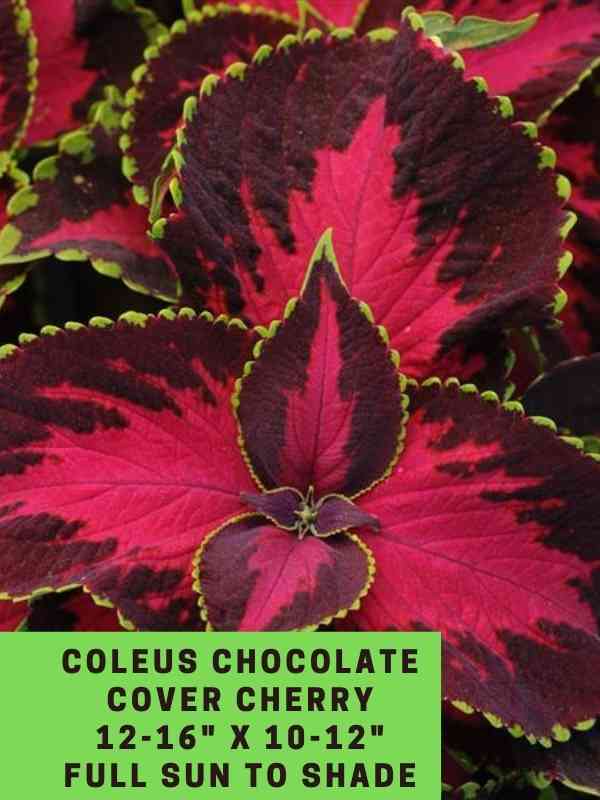 Coleus Chocolate Cover Cherry 12-16_ X 10-12_ Full Sun to Shade