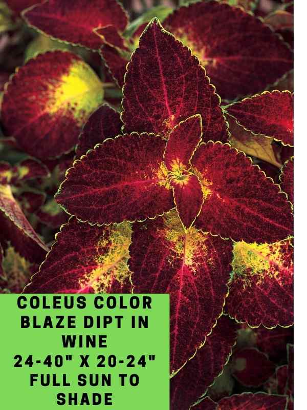 Coleus Color Blaze Dipt In Wine 24-40_ X 20-24_ Full Sun to Shade (1)