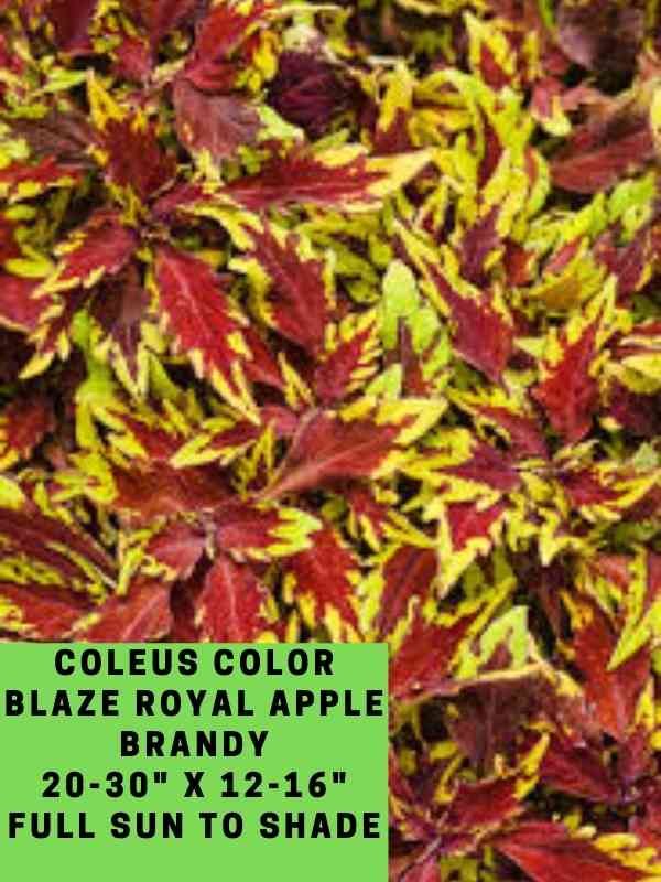 Coleus Color Blaze Royal Apple Brandy 20-30_ X 12-16_ Full Sun to Shade