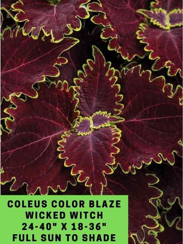 Coleus Color Blaze Wicked Witch 24-40_ X 18-36_ Full sun to shade