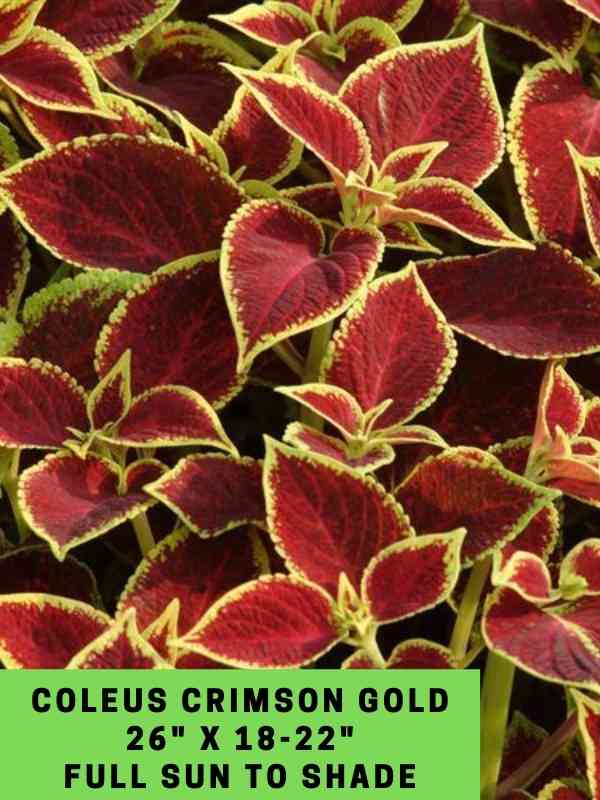 Coleus Crimson Gold 26_ X 18-22_ Full Sun to Shade