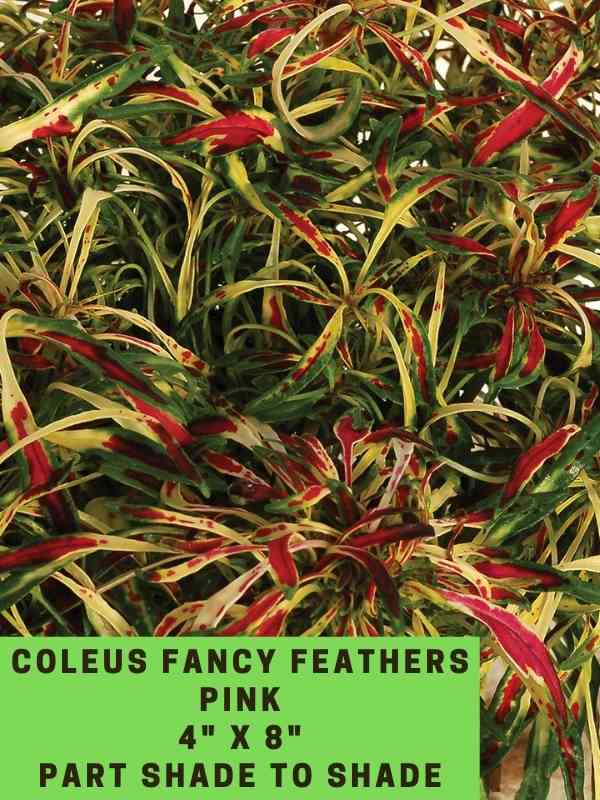 Coleus Fancy Feathers Pink 4_ X 8_ Part Shade to Shade