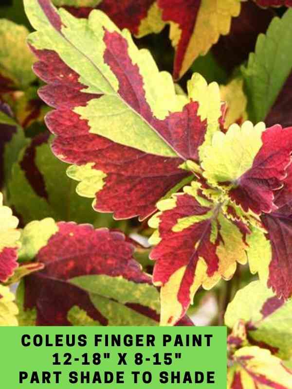 Coleus Finger Paint 12-18_ X 8-15_ Part Shade to Shade