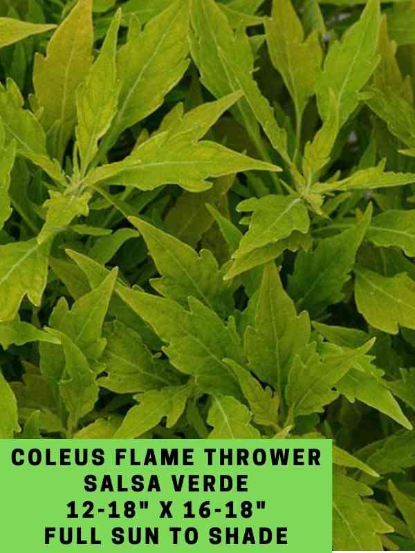 Coleus Flame Thrower Salsa Verde 12-18_ X 16-18_ Full Sun to Shade