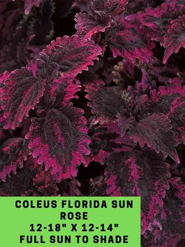 Coleus Florida Sun Rose 12-18_ X 12-14_ Full Sun to Shade