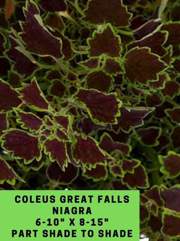 Coleus Great Falls Niagra 6-10_ X 8-15_ Part Shade to Shade