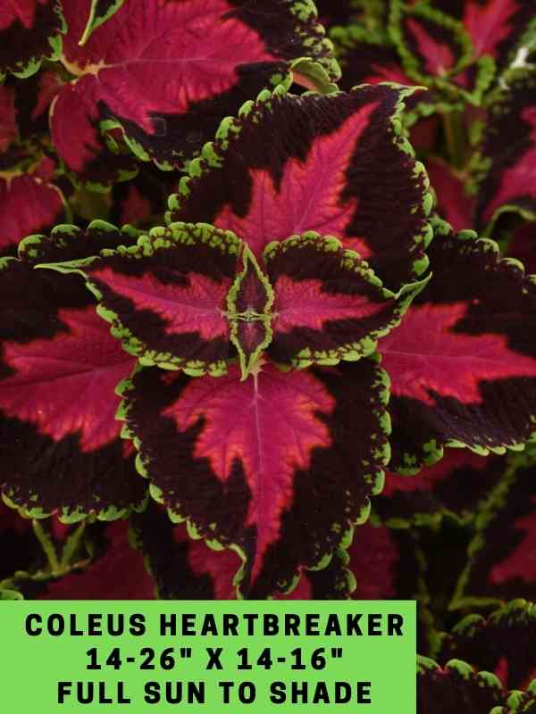 Coleus Heartbreaker 14-26_ X 14-16_ Full Sun to Shade
