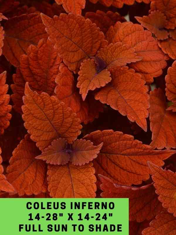 Coleus Inferno 14-28_ X 14-24_ Full Sun to Shade