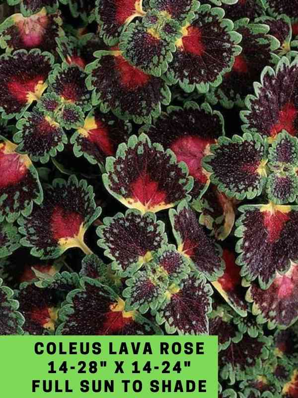 Coleus Lava Rose 14-28_ X 14-24_ Full Sun to Shade