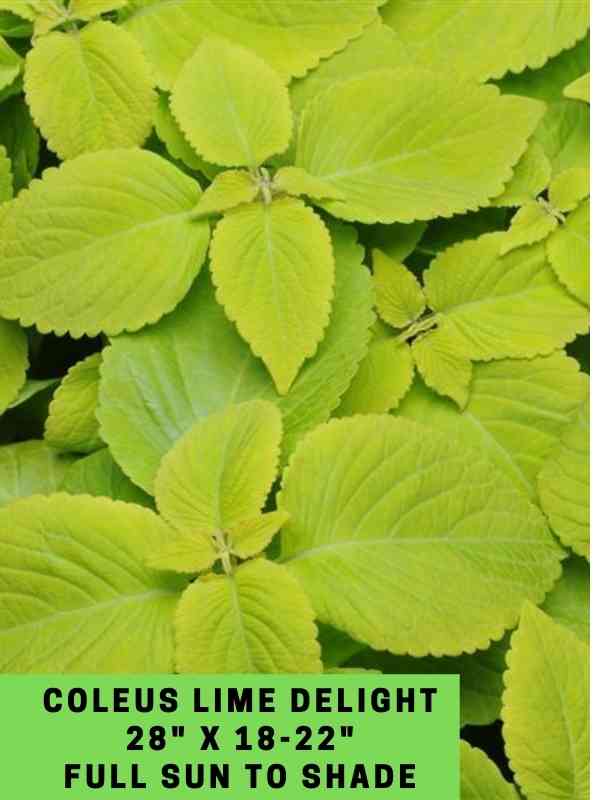 Coleus Lime Delight 28_ X 18-22_ Full Sun to Shade