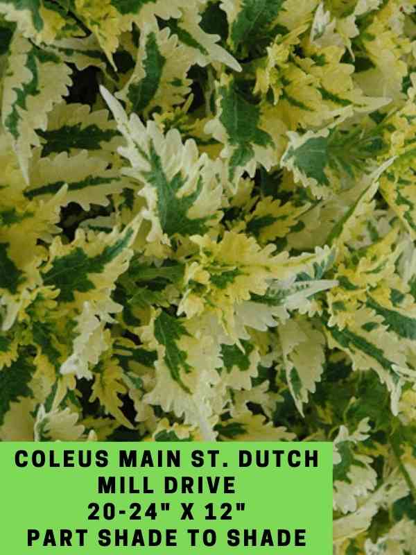 Coleus Main St. Dutch Mill Drive 20-24_ X 12_ Part Shade to Shade