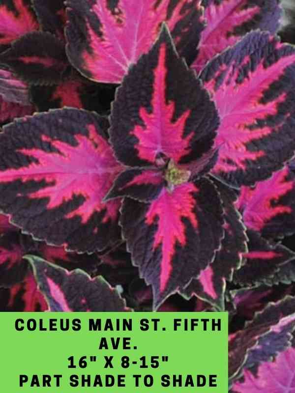Coleus Main St. Fifth Ave. 16_ X 8-15_ Part Shade to Shade
