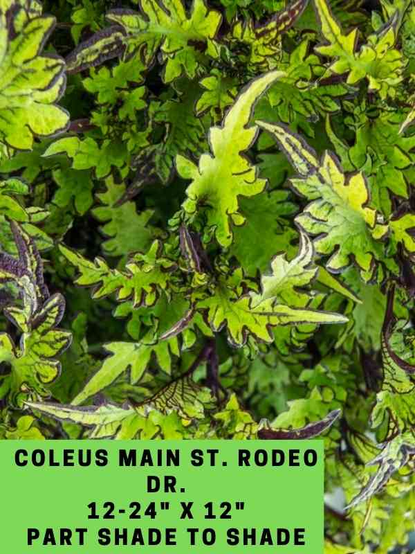 Coleus Main St. Rodeo Dr. 12-24_ X 12_ Part Shade to Shade