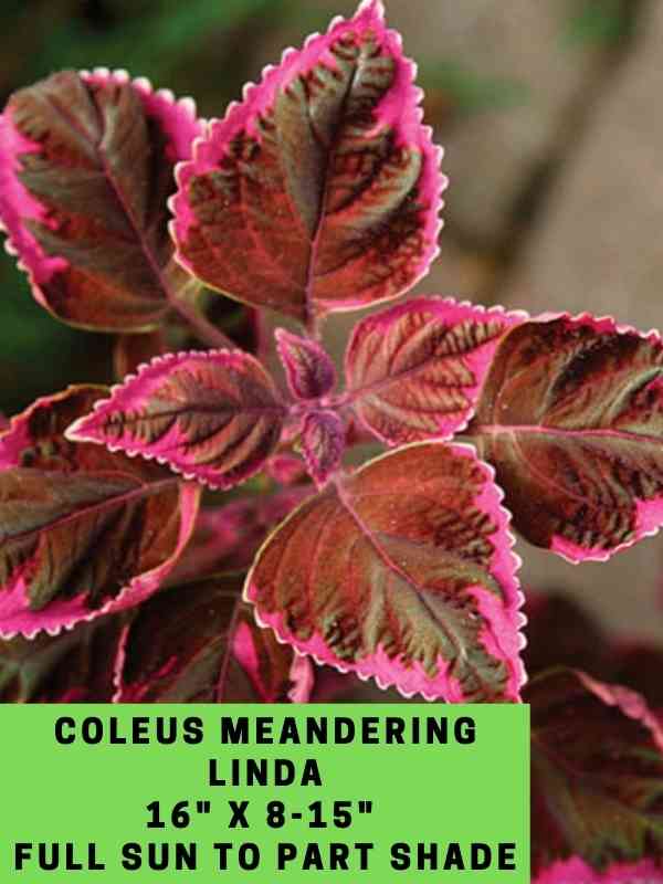 Coleus Meandering Linda 16_ X 8-15_ Full Sun to Part Shade