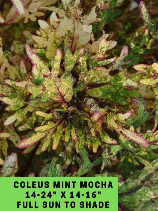 Coleus Mint Mocha 14-24_ X 14-16_ Full Sun to Shade