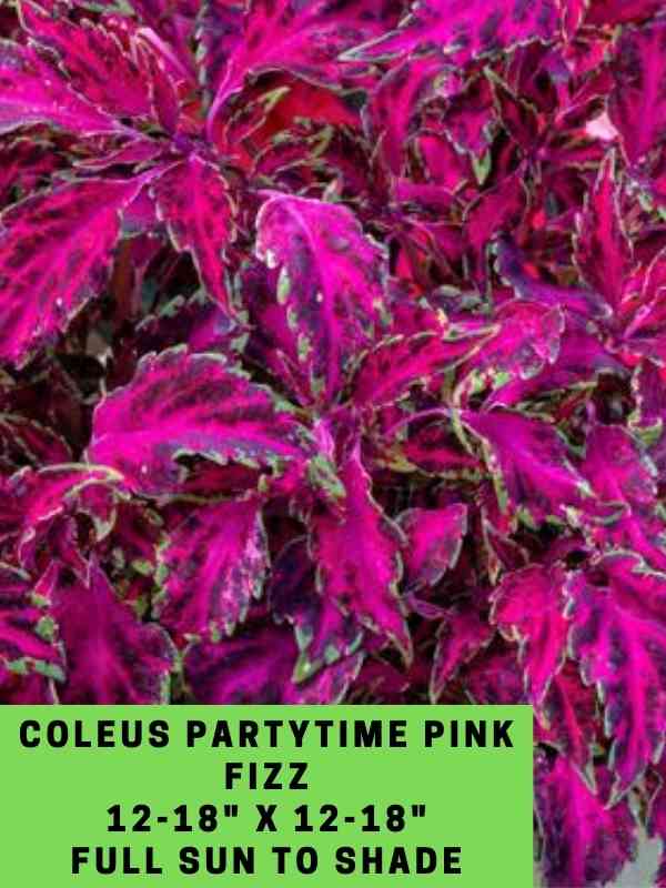 Coleus Partytime Pink Fizz 12-18_ X 12-18_ Full Sun to Shade