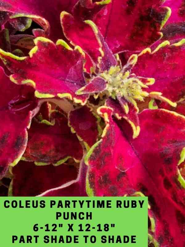 Coleus Partytime Ruby Punch 6-12_ X 12-18_ Part Shade to Shade