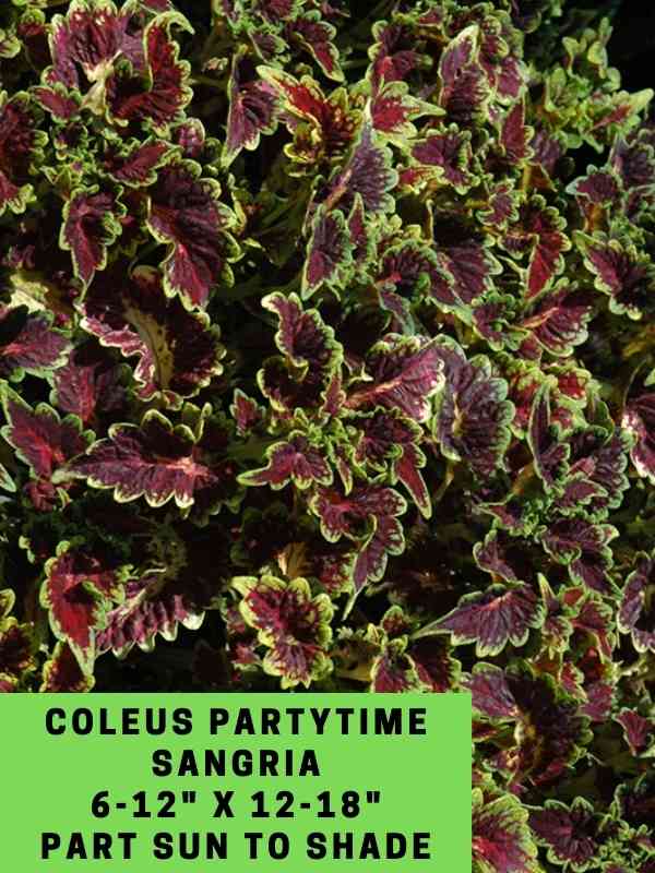 Coleus Partytime Sangria Labeled