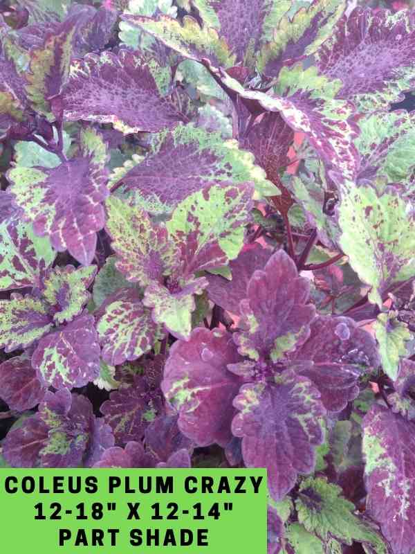 Coleus Plum Crazy 12-18_ X 12-14_ Part Shade