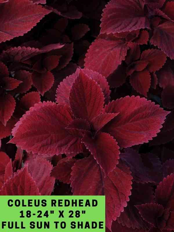 Coleus Redhead 18-24_ X 28_ Full Sun to Shade