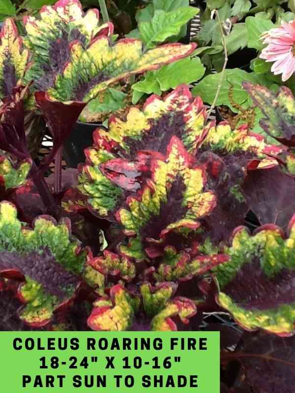 Coleus Roaring Fire 18-24_ X 10-16_ Part Sun to Shade