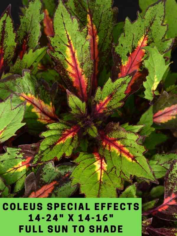 Coleus Special Effects 14-24_ X 14-16_ Full Sun to Shade