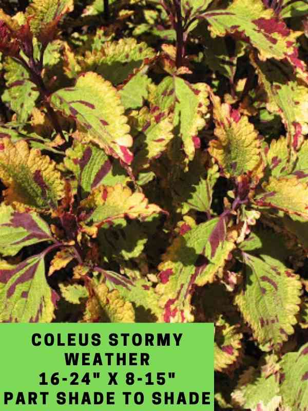 Coleus Stormy Weather 16-24_ X 8-15_ Part Shade to Shade