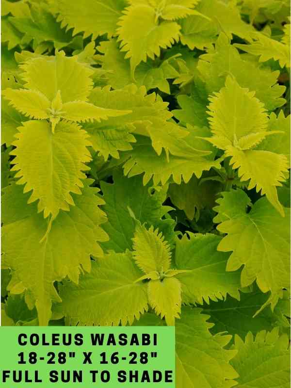 Coleus Wasabi 18-28_ X 16-28_ Full Sun to Shade