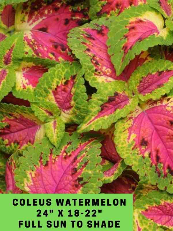 Coleus Watermelon 24_ X 18-22_ Full Sun to Shade