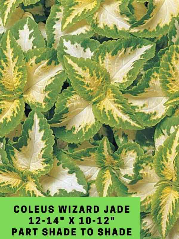 Coleus Wizard Jade 12-14_ X 10-12_ Part Shade to Shade