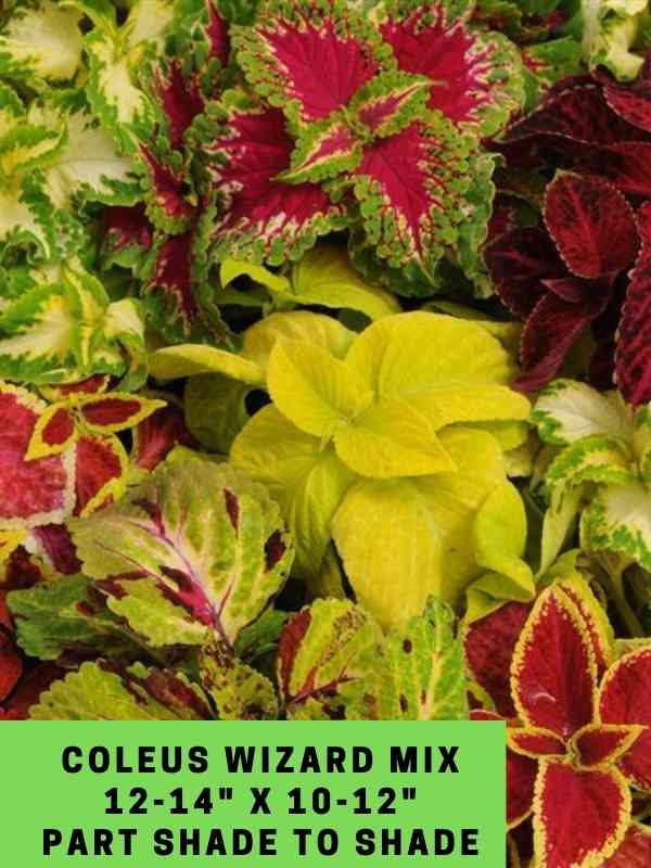 Coleus Wizard Mix 12-14_ X 10-12_ Part Shade to Shade