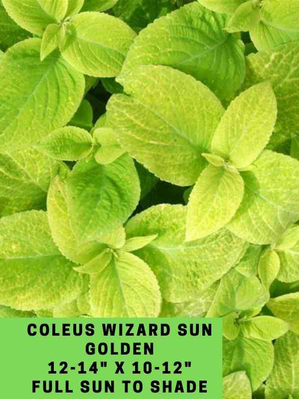 Coleus Wizard Sun Golden 12-14_ X 10-12_ Full Sun to Shade