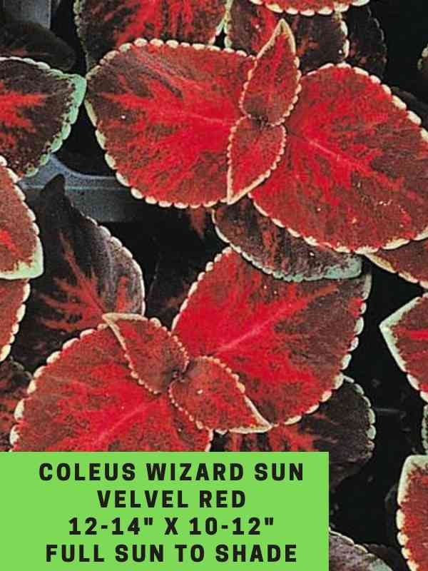 Coleus Wizard Sun Velvel Red 12-14_ X 10-12_ Full Sun to Shade