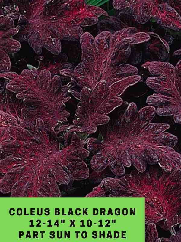 Coleus black dragon 12-14_ X 10-12_ Part sun to shade (2)