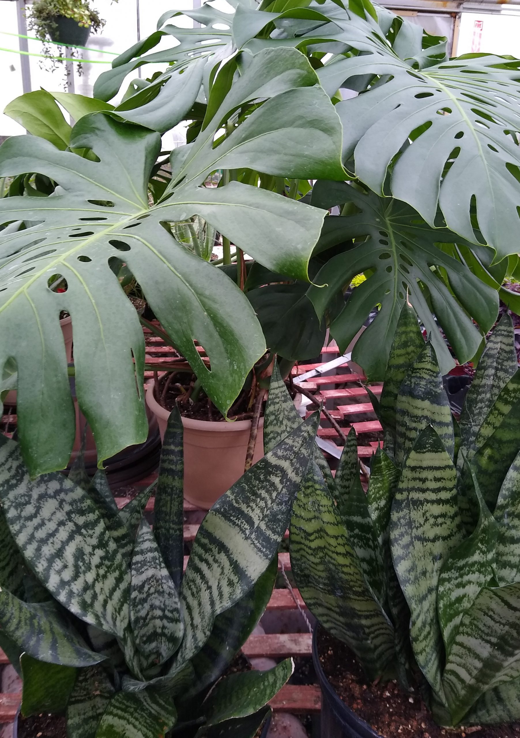 Monstera + Snake Plant