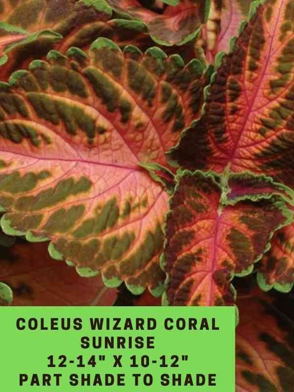 coleus Wizard Coral Sunrise 12-14_ X 10-12_ Part Shade to Shade