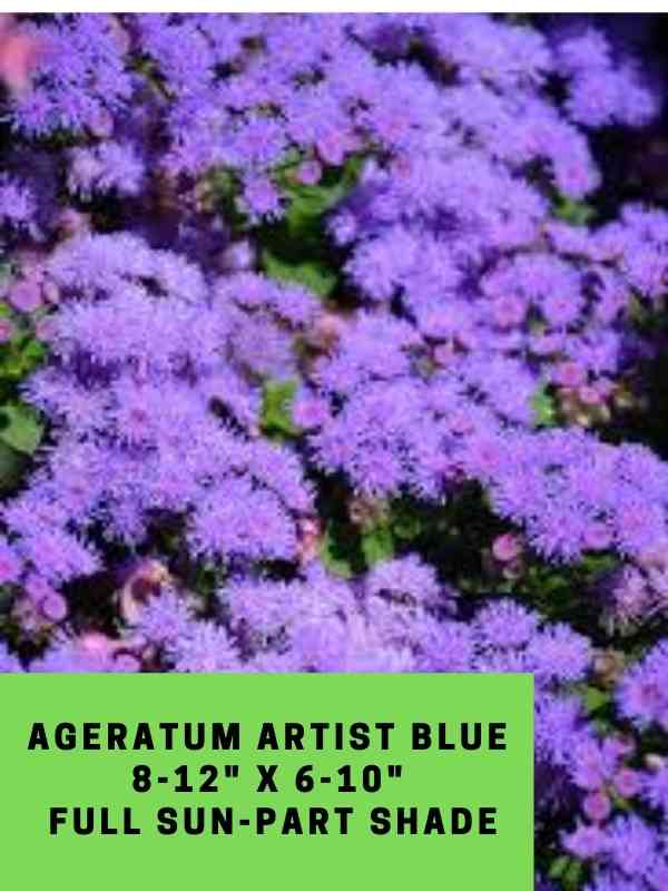 Ageratum Artist Blue Labeled