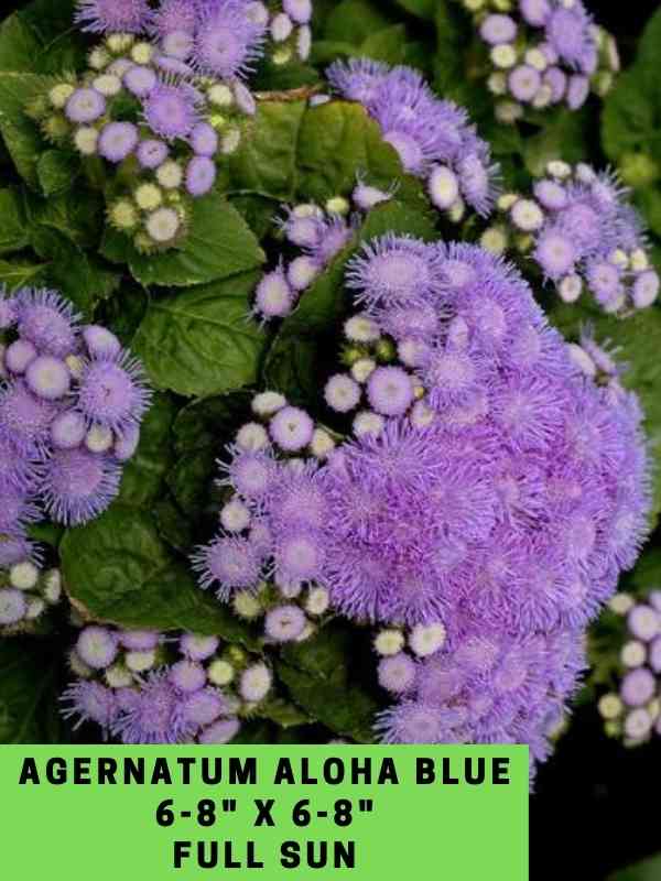 Agernatum Aloha Blue 6-8_ X 6-8_ Full Sun