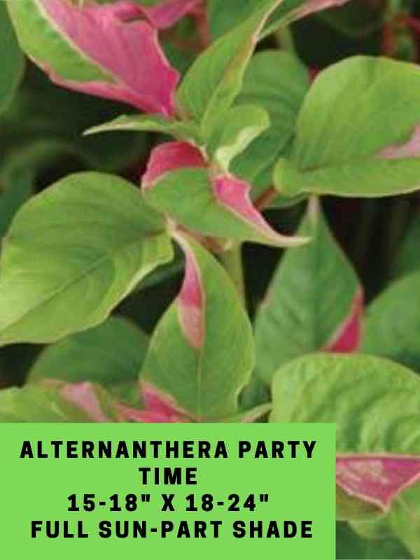 Alternanthera Party Time Labeled