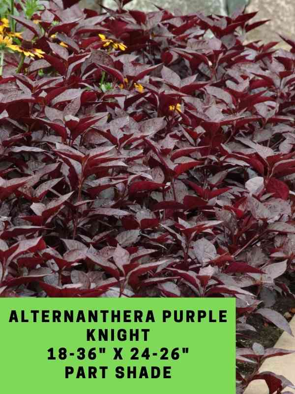 Alternanthera Purple Knight Labeled