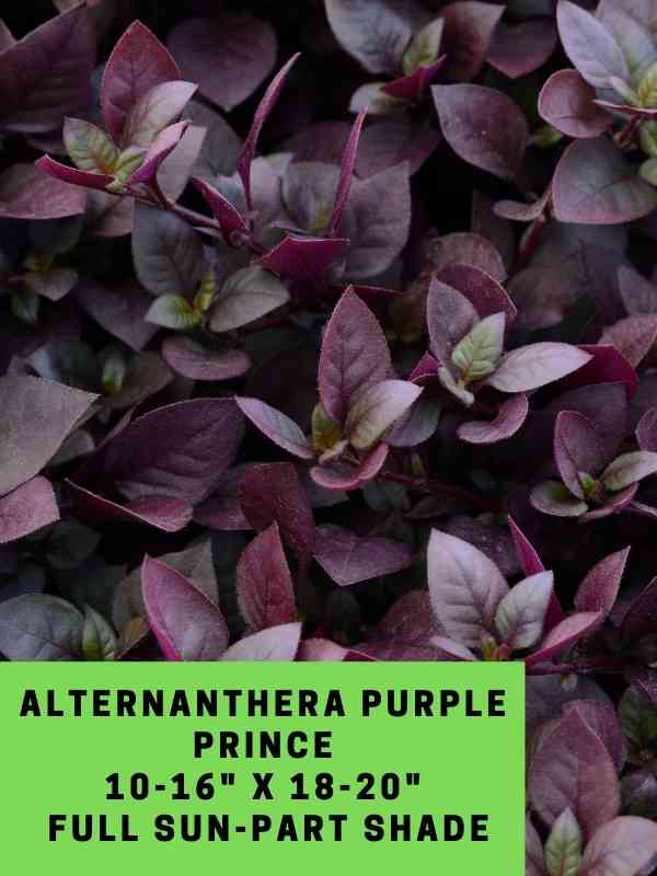 Alternanthera Purple Prince Labeled