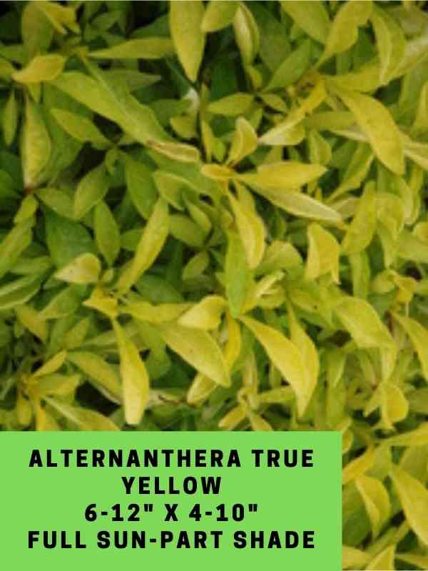 Alternanthera True Yellow Labeled