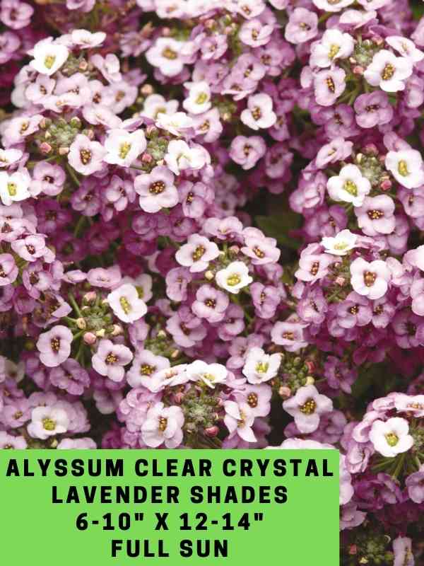 Alyssum Clear Crystil Lavender Labeled
