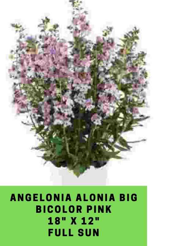 Angelonia Alonia Big Bicolor Pink Labeled