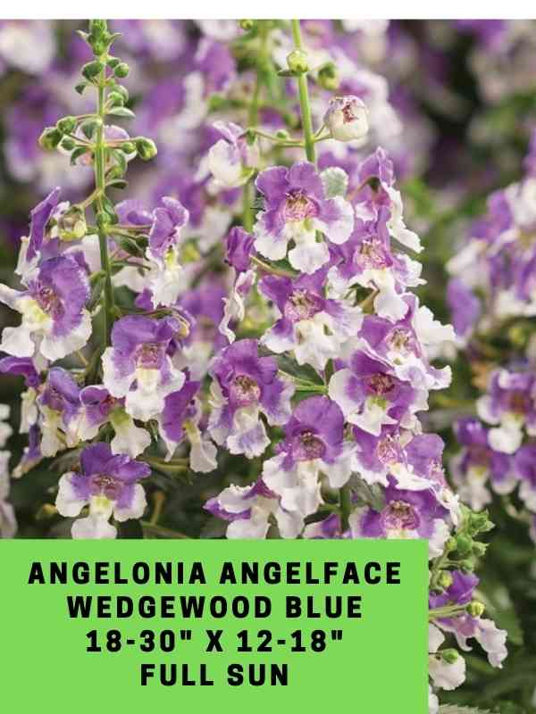 Angelonia Angelface Wedgewood Blue Labeled