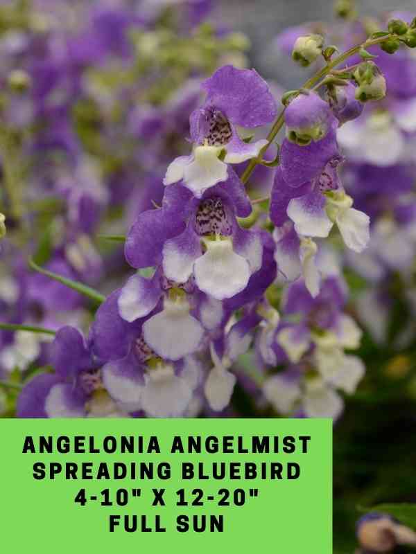 Angelonia Angelmist Spreading Bluebird Labeled