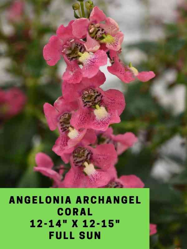 Angelonia Archangel Coral Labeled