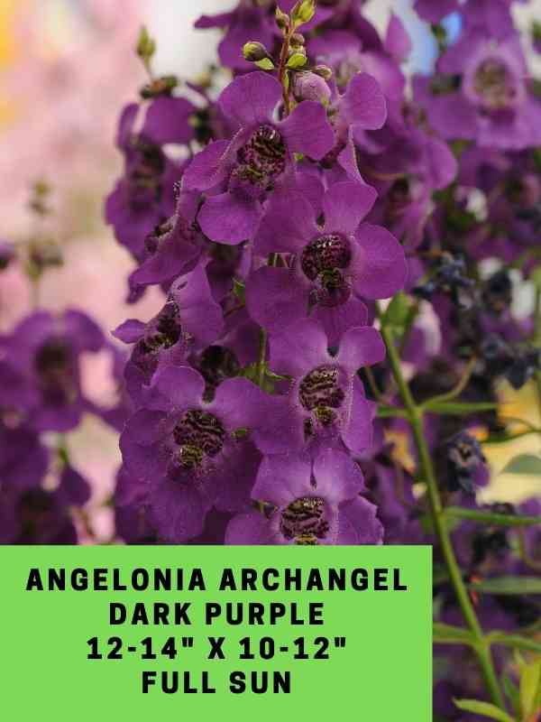Angelonia Archangel Dark Purple Labeled