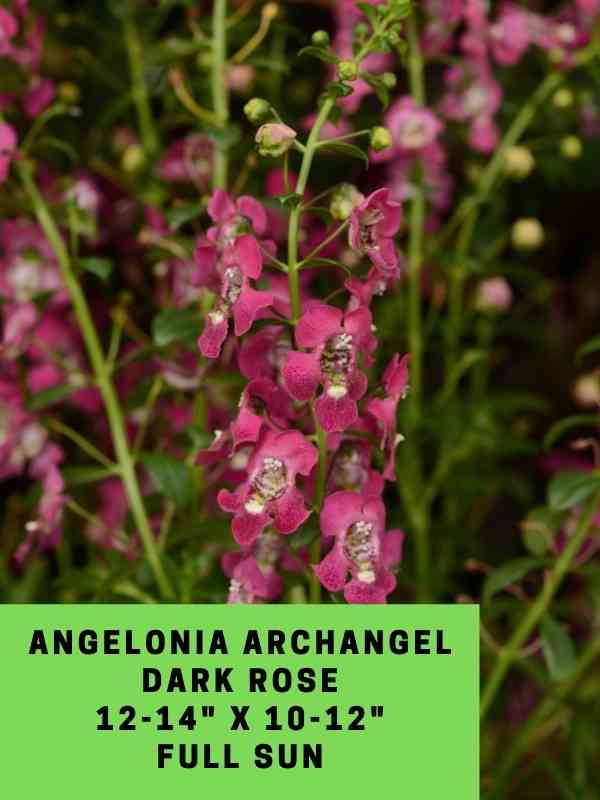 Angelonia Archangel Dark Rose Labeled