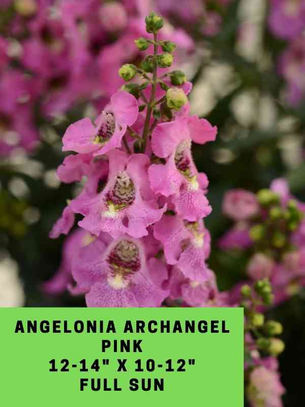 Angelonia Archangel Pink Labeled